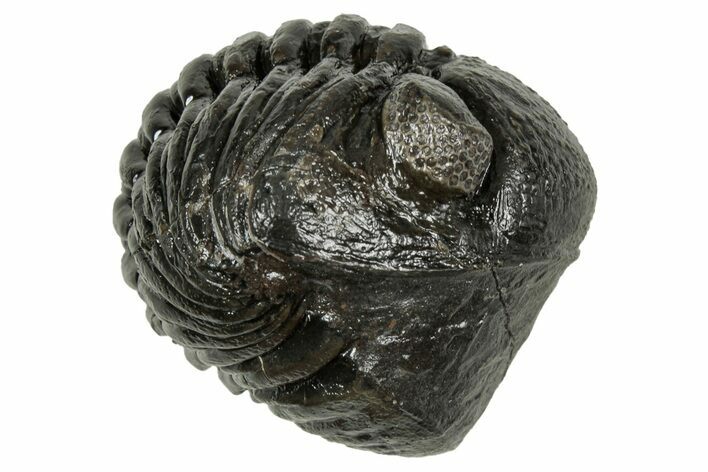 Wide, Enrolled Pedinopariops Trilobite - Excellent Eyes #347758
